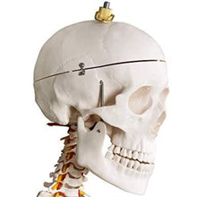 Load image into Gallery viewer, Menschliches Anatomie Skelett 181.5 cm
