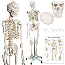 Load image into Gallery viewer, Menschliches Anatomie Skelett 181.5 cm
