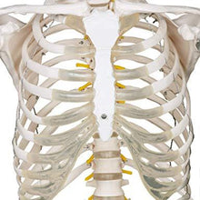 Load image into Gallery viewer, Menschliches Anatomie Skelett 181.5 cm
